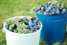 Das fruchtfleisch ist rötlich und normalerweise nicht nur süß. Die Pflaumen Sind Reif Gartenzauber