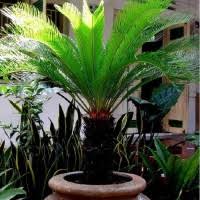 Syirkah dibagi menjadi beberapa macam, yaitu syirkah inan, syirkah abdan, syirkah wujµh, dan syirkah mufawadah. Images Tokopedia Net Img Cache 200 Square Hdjmk