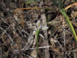 Image result for Wahlenbergia wittei