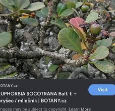 Image result for Euphorbia guerichiana