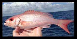 Check spelling or type a new query. Cara Mancing Ikan Kakap Merah