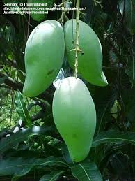 Check spelling or type a new query. Plantfiles Pictures Mango Nam Doc Mai Mangifera Indica By Thaumaturgist
