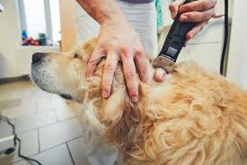 Find the answer to these questions and more. Skin Cancer What Dog Owners Need To Know Oha Dog Wow Cute Dog