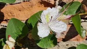 Image result for Capparis