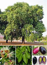 Fruit of the plant syzygium cumini; Syzygium Cumini L Skeels Cardiometabolic Properties And Potential Tissue Culture Based Improvement Of Secondary Metabolites Production Springerlink