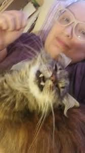 Cat Tilting Head Backwards