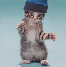 Funny Gif Images Download For Whatsapp Dancing Cat Cute Cats Cat Gif