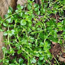 Image result for Polycarpon