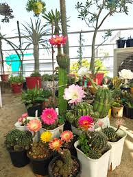 Image result for Trichoscypha lucens