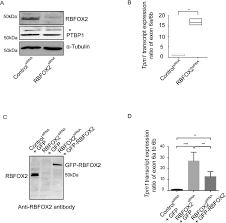 Protein atlas for normal tissues—the publicly available fig. Nanopore Sequencing Reveals Full Length Tropomyosin 1 Isoforms And Their Regulation By Rna Binding Proteins During Rat Heart Development Biorxiv