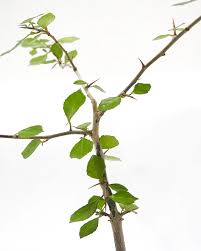 Image result for Commiphora caerulea