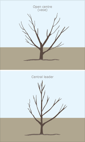 The central leader is the main leader, or dominant shoot, in the center of the tree. Open Centre And Central Leader Trees Apples And Pears Te Ara Encyclopedia Of New Zealand