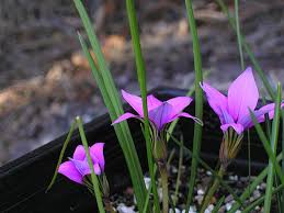 Image result for Romulea camerooniana