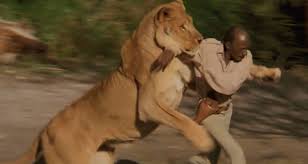 Classic fight lion gorilla attack amazing animals attacks wild animal fights caught on camera. Survey Says 10 Of Men Believe They Can Beat A Lion In A Fist Fight