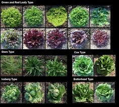 Image result for Lactuca sativa