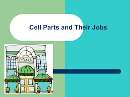 The cells of plants are eukaryotic, and although all eukaryotes share many features, plant cells include some unique structures. Cell Parts And Their Jobs Ppt Download