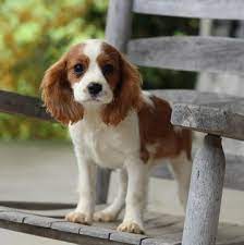 Cavalier King Charles Spaniel Puppy For Sale In Gap Pa Adn 50567 King Charles Cavalier Spaniel Puppy Cavalier King Charles Dog Cavalier King Charles Spaniel
