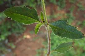 Image result for Tridax