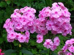 Phlox Care In Spring Summer And Winter For This Perennial Or Annual Flower