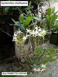 Image result for Cyrtorchis praetermissa