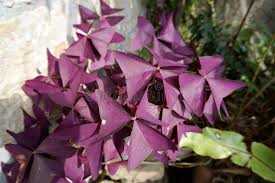 Image result for Oxalidaceae