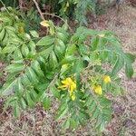 Image result for Senna petersiana