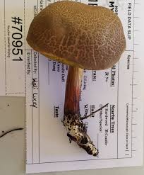 Image result for Xerocomellus diffractus