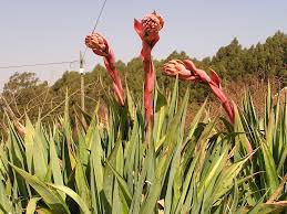 Image result for Beschorneria yuccoides