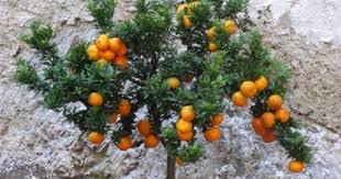 The lemon trees grafted on trifoliate orange are the most productive ones resistant to frost. How To Propagate Citrus From Cuttings Ehow Growing Citrus Citrus Trees Citrus Plant