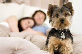 Sick Puppy Itchy Puppy Achy Puppy Find Out How To Relieve These And More With Home Remedies Solutions On The B Dog Medicine Best Apartment Dogs Sick Puppies