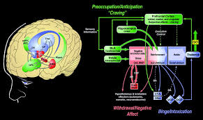 Image result for Addiction Pathophysiology