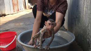 I've been bathing her in the sink (which she seems fine with) but that's not a great long term solution. Omg Baby Monkey Nano Is So Afraid To Take A Bath Youtube