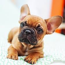 Find out how many puppies come in a litter! French Bulldog Pdsa