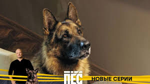смотреть сериал пес 4 сезон все серии в хорошем качестве Serii Pyos 4 Stranica 1 Pyos Po Budnyam 18 30 Peredachi Telekompanii Ntv
