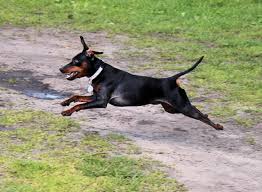 Fotograf Hayvan Evcil Hayvan Memeli Omurgali Kopek Turu Terrier Bekci Kopegi Kucuk Kopek Oynayan Kopekler Ucan Kopek Alman Pinscher Pincer Hundesport Minyatur Pincaci Memeli Gibi Kopek Etobur Dobermann Avustralyali Siyah Ve