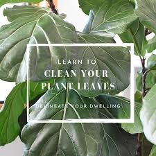 Have you noticed dust on your house plants? How To Clean Your Houseplants Delineate Your Dwelling
