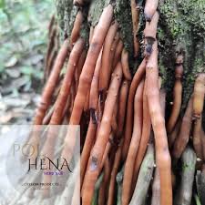 Image result for Caryota urens