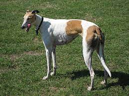 In england wurde er beim coursing eingesetzt, bei dem zwei greyhounds den lebenden hasen hetzten. Greyhound Hunderasse Wikipedia