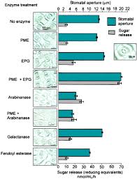 Maybe you would like to learn more about one of these? Cell Wall Arabinan Is Essential For Guard Cell Function Pnas
