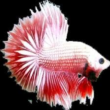 Bat dragon|adopt me|roblox запись закреплена. Second Life Marketplace Dragon Betta Fish
