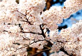 Check spelling or type a new query. 30 Sakura Wallpapers Hd Download Free Backgrounds