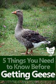 Breeds and management is another great specific goose raising guide. 5 Things To Know Before You Get Geese