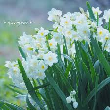 水仙 narcissus flower 수선화