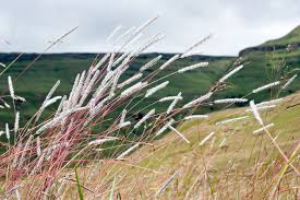 Image result for Elionurus