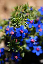 Image result for Lysimachia monelli