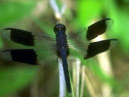 Black And Blue Dragonfly Dragonflies And Resurrection Blue Dragonfly Dragonfly Stock Photos