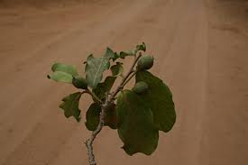 Image result for Drypetes mossambicensis