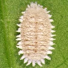 Image result for Mealybug cucumber