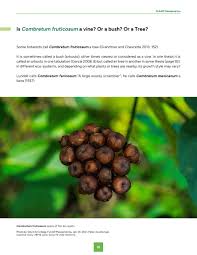 Image result for Combretum holstii