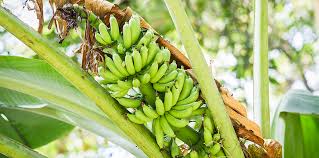 Also avoid planting multiple seeds in one location, as this can result in overcrowding, and the herb might not grow at all. How To Grow A Banana Circle